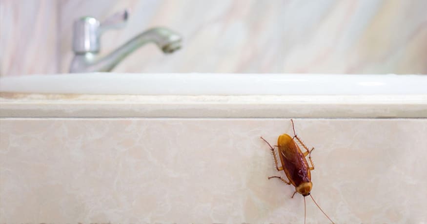 Do Florida Cockroaches Carry Diseases?