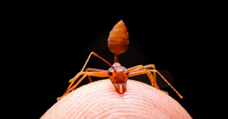 Our Guide to the Most Common Types of Ants in South Florida