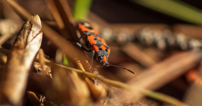 5 Tips to Avoid Chinch Bug Lawn Damage