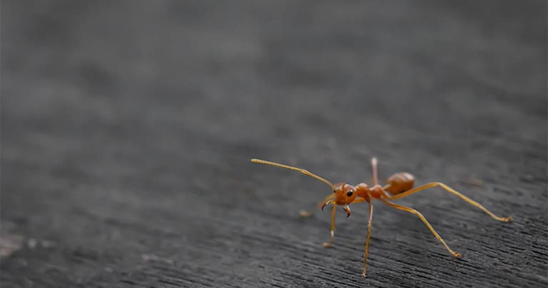 What Are Caribbean Crazy Ants and How Can I Get Rid of Them?